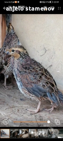 Вирджински масков пъдпъдък , снимка 8 - други­ - 52924055