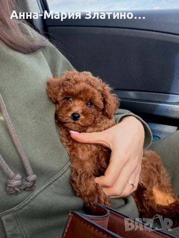 Момченце той пудел, снимка 2 - Пудели - 52571917