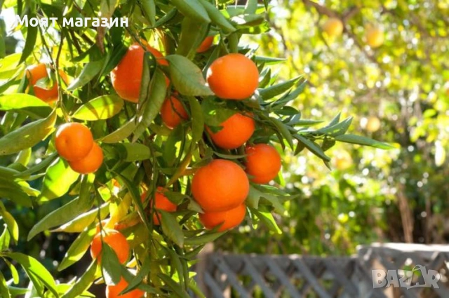 Цитрусови растения – Лимон , Портокал , Мандарина, Грейфрут ,Кумкуат , Лайм , Див лимон и Каламондин, снимка 12 - Градински цветя и растения - 53632778