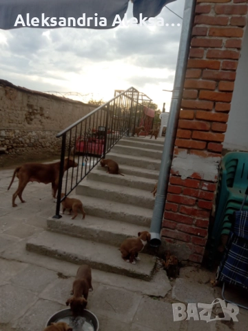 Продавам породисти питбулчета, снимка 17 - Питбул - 52281077