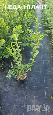 Боровинка, снимка 2 - Градински цветя и растения - 51662345