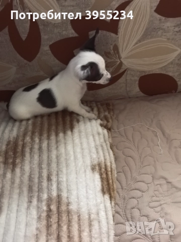 Продавам куче, снимка 4 - Пинчер - 52511636