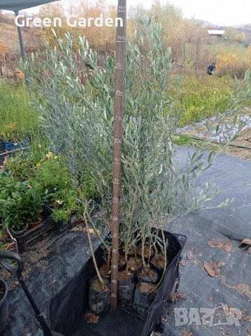 Маслини сорт ПИКУАЛ СТУДОУСТОИЧИВ, снимка 2 - Градински цветя и растения - 52606027