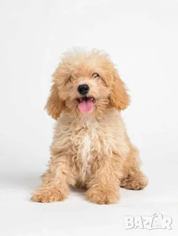 Малтипу/Maltipoo 