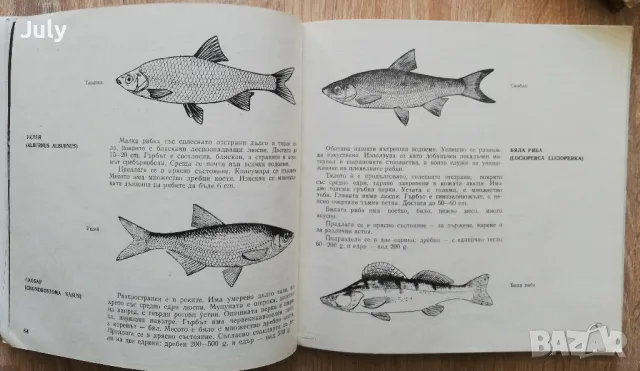 Риби и рибни продукти, Христо Бакърджиев, Иванка Бакърджиева, снимка 3 - Специализирана литература - 48494875