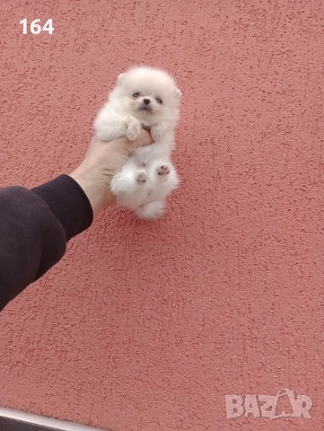 Померан. Мини момченце. Реални снимки от 23.12.25 г., снимка 5 - Померан - 52887508