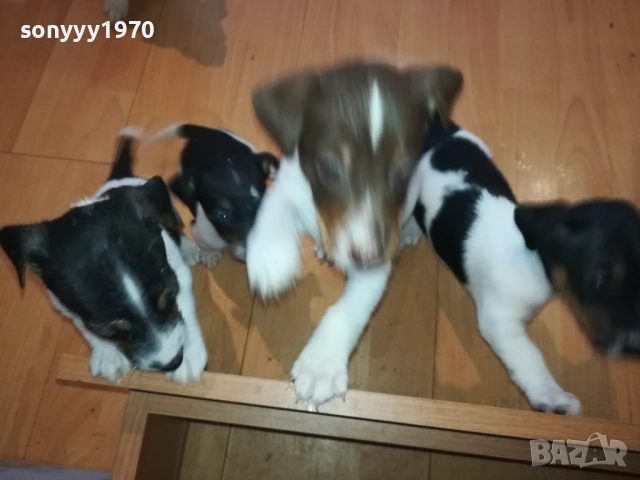 бебета-ДЖАК РЪСЕЛ 40 ДЕНА 3009252022, снимка 4 - Джак ръсел териер - 51895952