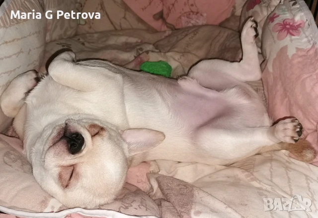 Мъжко чихуахуа, снимка 9 - Чихуахуа - 53783346