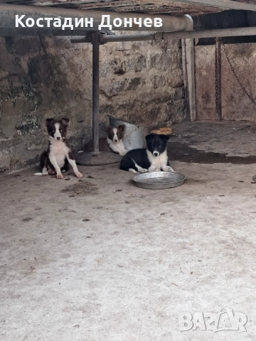 Бордер коли , снимка 1