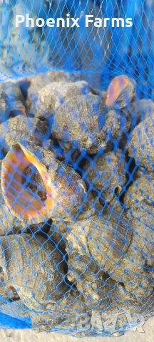 Пресни Рапани, Шипки, Билков Мед, пелин, снимка 3 - Домашни продукти - 51942912