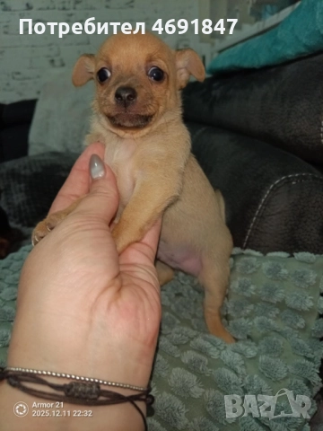 Пинчери, снимка 2 - Пинчер - 52894242