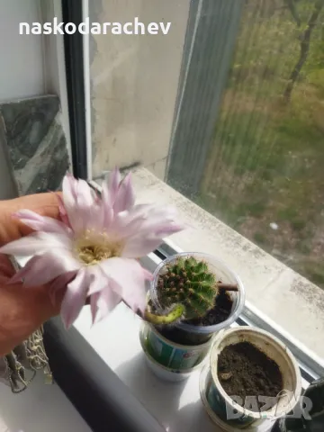 Кактус цъфтящ , снимка 7 - Стайни растения - 49928084
