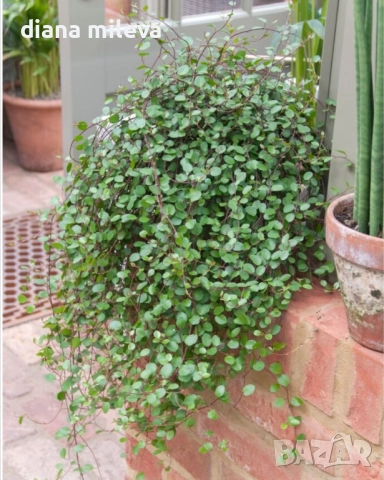 Мюленбекия Сийленд компакт, Muehlenbeckia Sealand compact, снимка 3 - Градински цветя и растения - 49926290