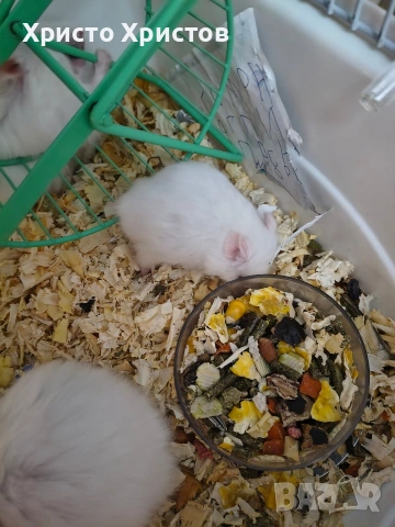 бял хамстер , снимка 4 - Хамстери - 53579359