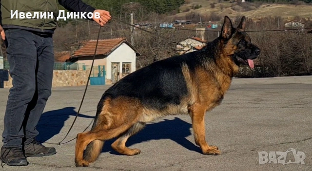 Мъжки немски овчарки с родословие. , снимка 2 - Немска овчарка - 53136357