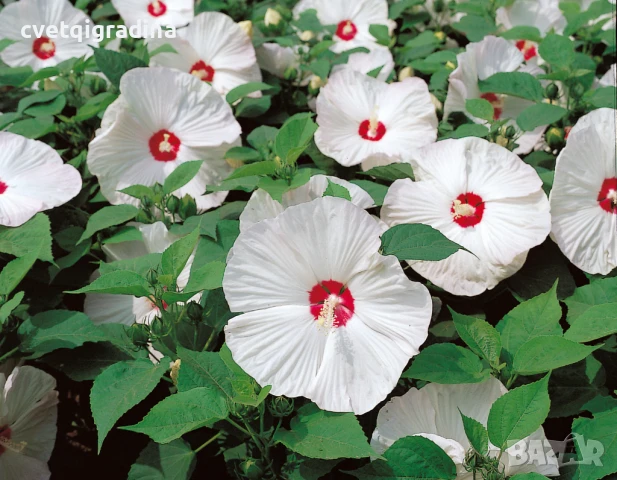 Hibiscus monscheutos luna white (Хибискус Бяла луна), снимка 1