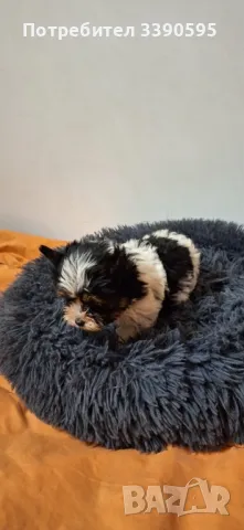 Бивър Йоркширски Териер , снимка 4 - Йоркширски териер - 49868202