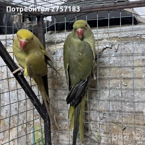 продавам малак александар, снимка 4 - Папагали - 53769619