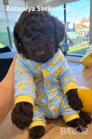 Poodle mini/Пудел мини, снимка 4 - Пудели - 53672823