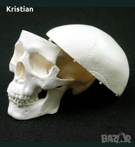 Компактен анатомичен модел на човешки череп, снимка 3 - Медицински консумативи - 53070276