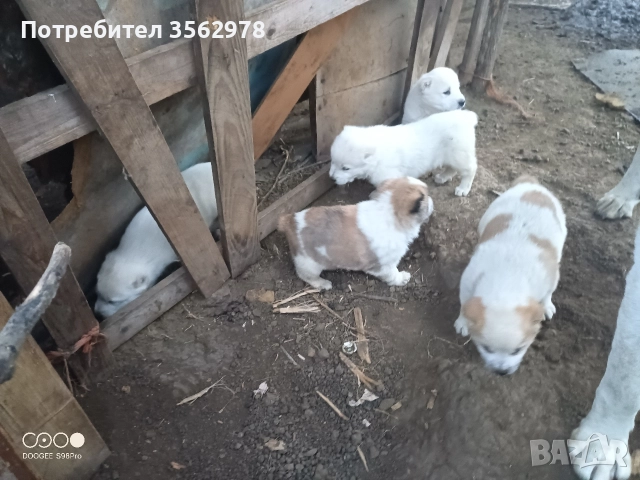 кученца кръстоска между каракачанка и алабай , снимка 2 - Други - 52578998