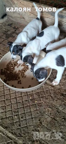 куче 🐕 Джак Ръсел , снимка 3 - Джак ръсел териер - 55622524