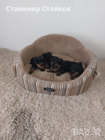 Йоркширски териери 