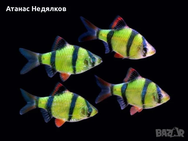 Барбус Зелен и Червен