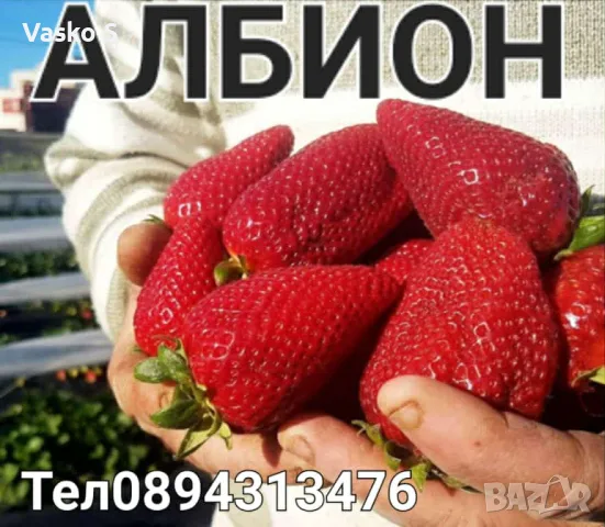 Разсад ягоди Маточник 2026, снимка 7 - Разсади - 56057906