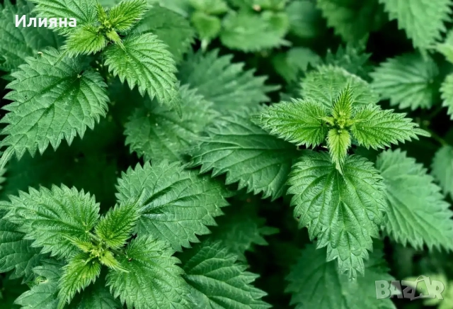 Шипка,Глог,Коприва,Лапад,Манголд,Розмарин,Самардала,Песто от Коприва, снимка 10 - Разсади - 44957834