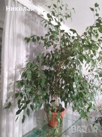 Бенджамин Фикус 150 см., снимка 4 - Градински цветя и растения - 27280596