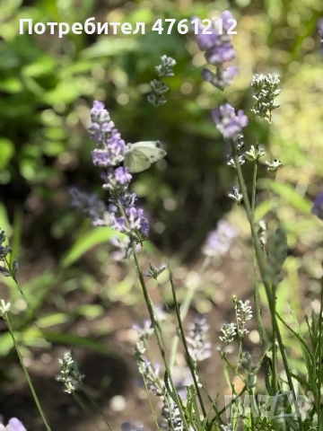 Парцел в с. Сандрово, снимка 5 - Парцели - 53785481