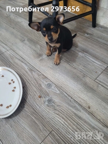 Сладки пинчери, снимка 3 - Пинчер - 52912602