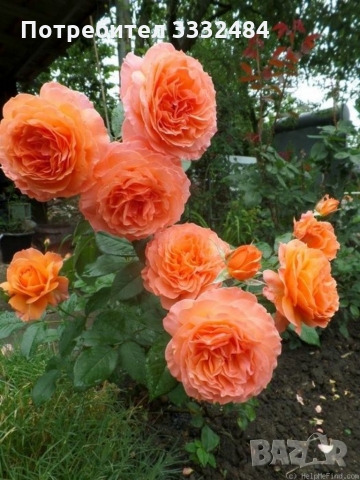 Роза 24, снимка 1