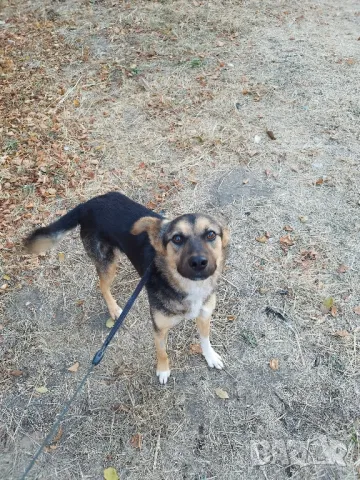 Мечо търси дом!, снимка 11 - Други - 41491171