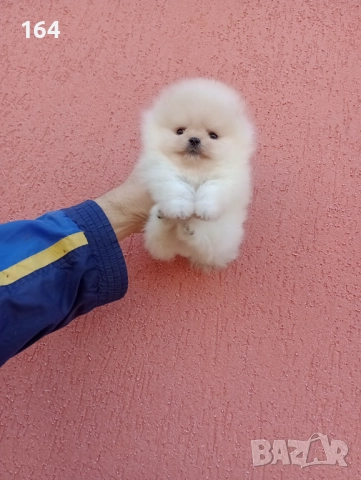 Женски миниатюрни мини Померани. Реални снимки!