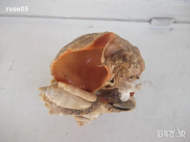Фигура от морски дарове, снимка 9 - Други стоки за дома - 50553053