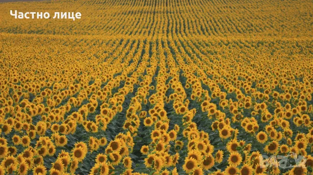 Продавам Нива 45 декара, снимка 9 - Земеделска земя - 49221438