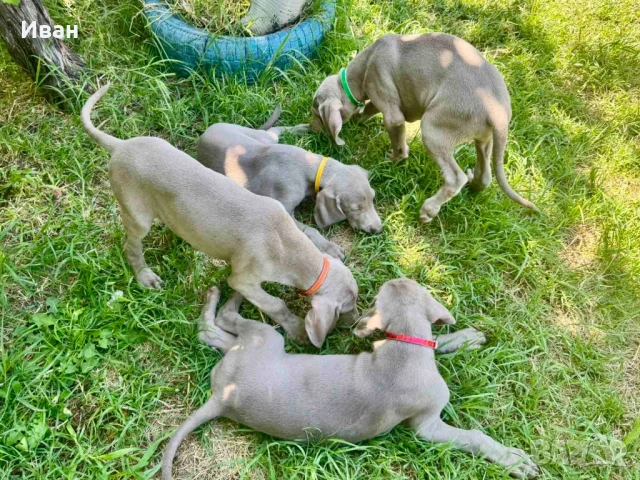 Ваймаранери, снимка 1