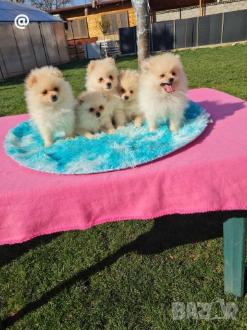 Померан померани Гр. София, снимка 6 - Померан - 53847389