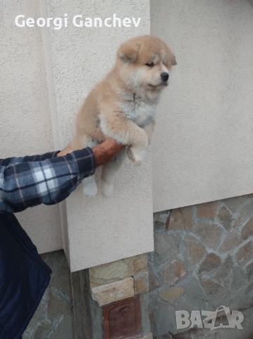 Продавам кученца акита ину , снимка 4 - Акита - 52694749