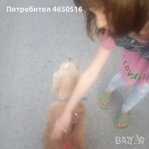 Кокер шпаньол породис , снимка 6 - Кокер шпаньол - 52407219