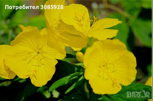 ❌️❌️НЯМА НАЛИЧНОСТ❌️❌️✍🏻Oenothera speciosa / Енотера/ Йонотера - жълта. Заявки през пролетта м.4,5, снимка 4 - Градински цветя и растения - 41081109