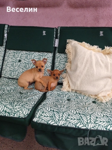 мъжки чихуахуа , снимка 3 - Чихуахуа - 51732034