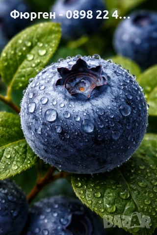 Боровинка - Разсад и замразен плод, снимка 2 - Разсади - 35693886