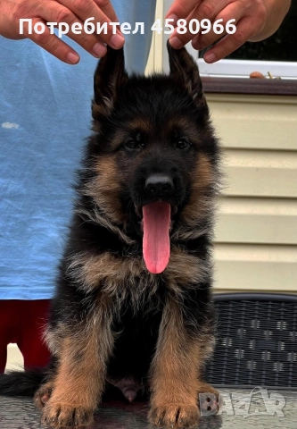 Немски овчарки  , снимка 4 - Немска овчарка - 51551842