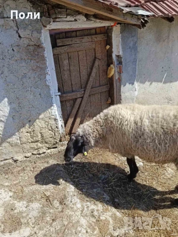 Продавам КОЧ за разплод, селекционен!, снимка 5 - Овце - 53870697
