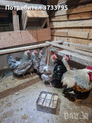 Катунски кокошки, снимка 2 - други­ - 53697525