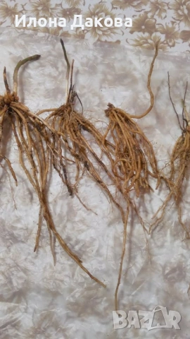 АСПЕРЖИ–разсад,коренчета, снимка 3 - Разсади - 53488004