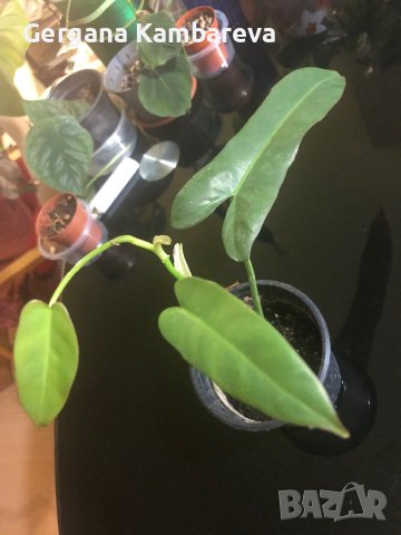 Philodendron Atabapoense , снимка 4 - Стайни растения - 44376016